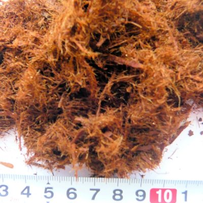 クリプトモス「天然樹皮培養土」【100L】【M粒】