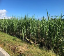 詳細写真1: ミノラスMD｜有機液体肥料（加里6-硫黄2.5）【20kg】穂肥に最適｜アルコール発酵沈殿物