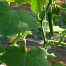 詳細写真2: 超即効性-酢酸マグネシウム液肥｜マグマッハ【500g】速攻で葉色改善｜酢酸マグネシウム31％｜大興貿易