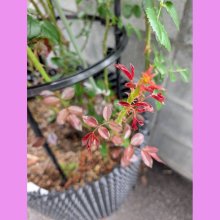 詳細写真3: [新発売]薔薇の土（バラの土）【16L】シュートの出やすい成分をプラス【バットグアノ・ゼオライト配合】