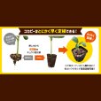 画像2: コカピー【50穴・無加工】（10枚入り）カネコ種苗オリジナル固化培土｜苗の生産効率が向上！特殊製法で固めたプラグ用土 (2)