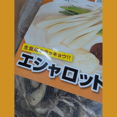 エシャロット（生食用ラッキョウ）