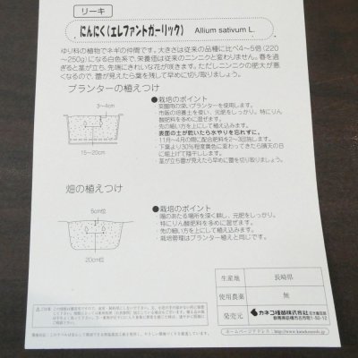 ジャンボニンニク