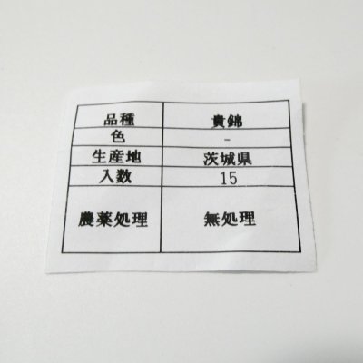 極早生タマネギ　貴錦15球入り