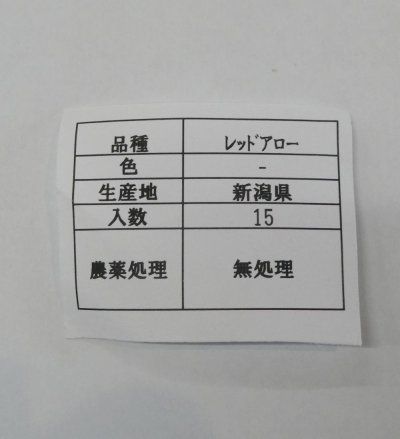 極早生タマネギ　レッドアロー15球入り