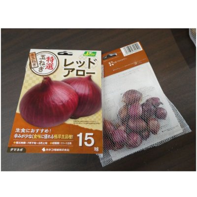 極早生タマネギ　レッドアロー15球入り