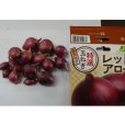 極早生タマネギ　レッドアロー15球入り