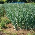 画像11: 【白黒】【9415】穴あきパンダマルチ｜タマネギ・葉物野菜向き（穴あき4列）｜幅95cmｘ4列ｘ株間15cm間隔｜酷暑対策マルチ (11)