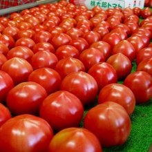 詳細写真2: タンクミックスSA（9-12-36）【10kg】トマト向きタンク肥料｜OATアグリオ