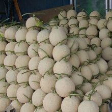 詳細写真3: タンクミックスA（10-13-33）【10kg】花卉向きタンク肥料｜OATアグリオ