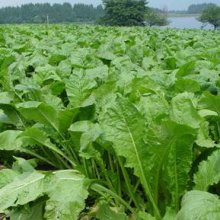 詳細写真3: アブラナ科野菜の種蒔き・育苗培養土「勝太郎」【300L（30Lｘ10袋）】【陸送地域のみ】