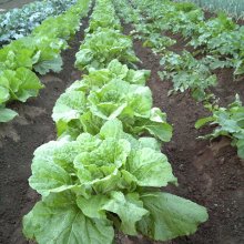 詳細写真1: アブラナ科野菜の種蒔き・育苗培養土「勝太郎」【300L（30Lｘ10袋）】【陸送地域のみ】