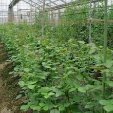 詳細写真2: [品薄]天然硫酸苦土肥料｜キーゼライト（粉体）【15kg】【有機JAS適合資材】持続性のある水溶性マグネシウム