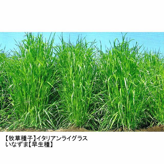 牧草種子】イタリアンライグラス｜いなずま【早生種】【1kg】【短期利用型飼料作物用】PVP登録品種｜カネコ種苗製｜イタリアンライグラス｜【タネ 】飼料・牧草用｜たまごや商店