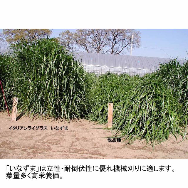 牧草種子】イタリアンライグラス｜いなずま【早生種】【1kg】【短期利用型飼料作物用】PVP登録品種｜カネコ種苗製｜イタリアンライグラス｜【タネ】飼料・ 牧草用｜たまごや商店