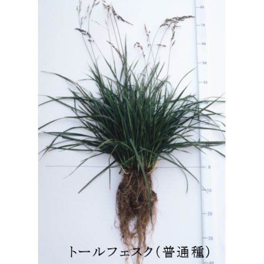 西洋芝種子 トールフェスク 1kg 寒地型 西洋芝 寒地型 芝草 タネ 西洋芝 緑化用 たまごや商店