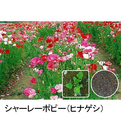 景観用 シャーレーポピー ヒナゲシ 草丈60cm 500g カネコ種苗ワイルドフラワー 景観植物 ワイルドフラワー タネ 景観用 緑肥用 たまごや商店