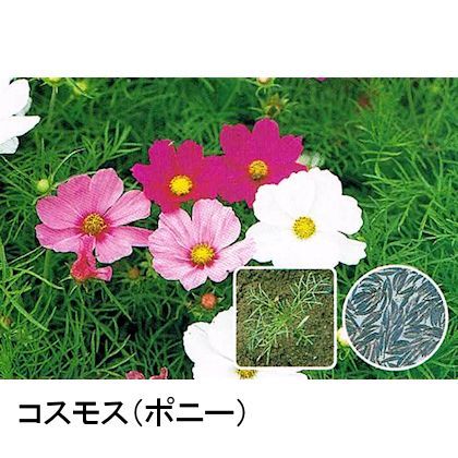 景観用種子 コスモス 優良品種 秋桜 500g入り 500平方ｍ用 景観植物 ワイルドフラワー タネ 景観用 緑肥用 たまごや商店