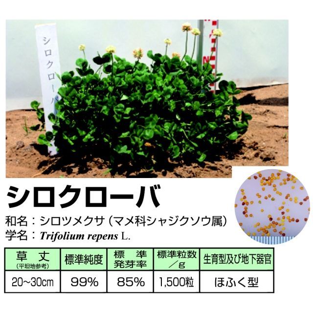 緑肥種子 シロクローバ 500g マメ科 カネコ種苗製 春まき 秋まき緑肥 タネ 景観用 緑肥用 たまごや商店