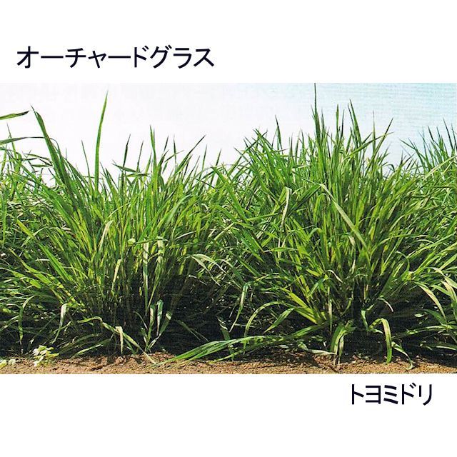 牧草種子 オーチャードグラス トヨミドリ 極晩生種 耐寒性 耐暑性あり 1kg 嗜好性の高い人気の多年生牧草 カネコ種苗製 たまごや商店