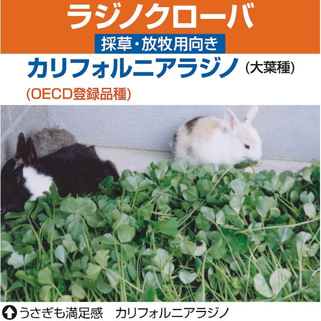 牧草種子 シロクローバラジノ 500g 500平方ｍ分 マメ科牧草 Ladino Clover カネコ種苗製 マメ科牧草 タネ 飼料 牧草用 たまごや商店