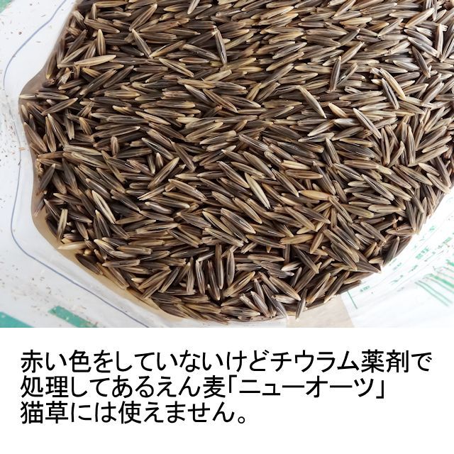 猫草用種子 えん麦 薬剤無処理品 1kg いくつでも全国一律送料530円 エンバク タネ 飼料 牧草用 たまごや商店