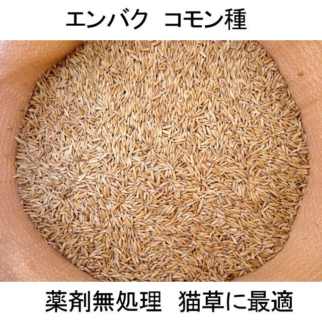 猫草用種子 えん麦 薬剤無処理品 1kg いくつでも全国一律送料530円 エンバク タネ 飼料 牧草用 たまごや商店