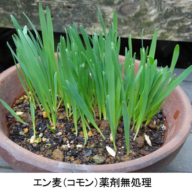 猫草用種子 えん麦 薬剤無処理品 1kg いくつでも全国一律送料530円 エンバク タネ 飼料 牧草用 たまごや商店