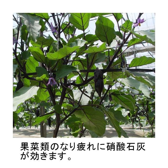 速効性 硝酸カルシウム 硝酸石灰4水塩 800g いくつでも全国一律送料530円 硝酸カルシウム カルシウム補給資材 たまごや商店