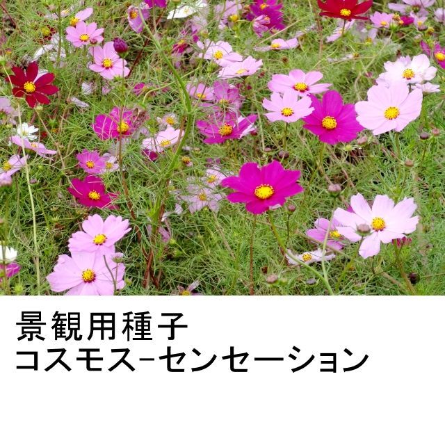 景観用種子 コスモス 優良品種 秋桜 500g入り 500平方ｍ用 景観植物 ワイルドフラワー タネ 景観用 緑肥用 たまごや商店