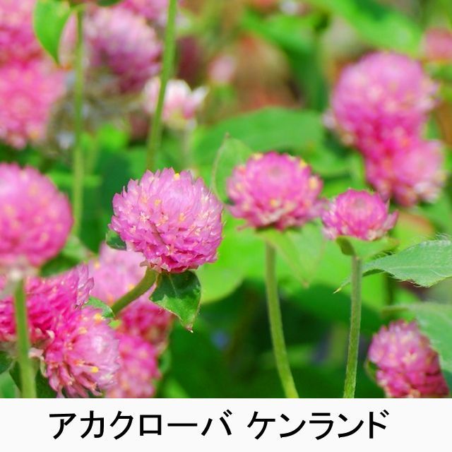 アカクローバケンランド マメ科牧草 タネ 飼料 牧草用 たまごや商店 アカクローバケンランド マメ科牧草 タネ 飼料 牧草用 たまごや商店