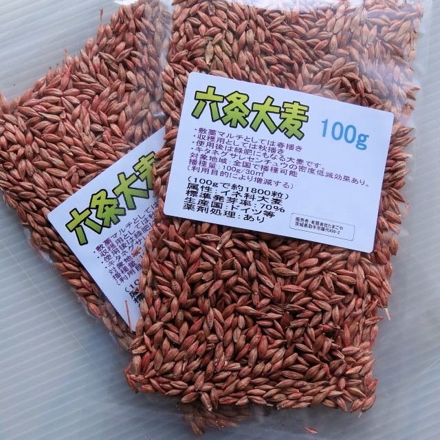 綺麗な穂が付く　ライ麦の種　100粒