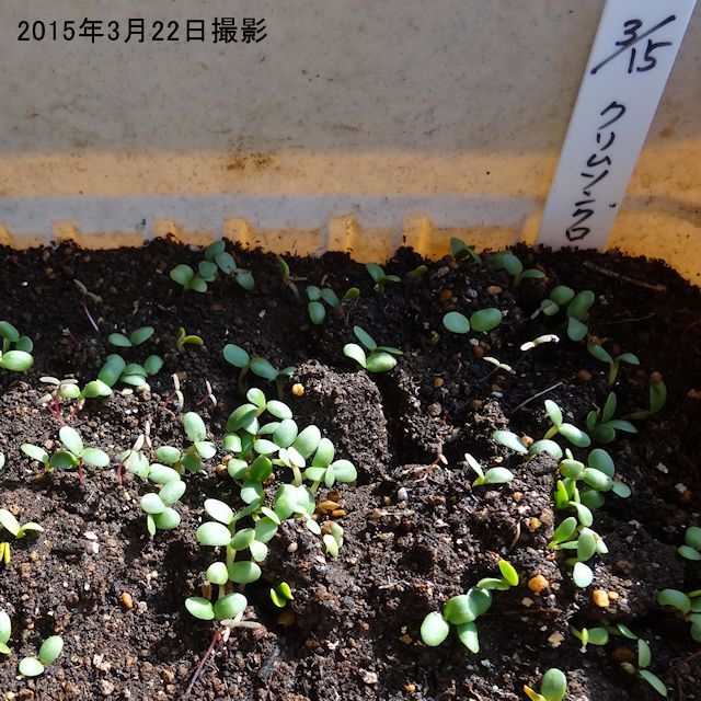 緑肥種子 緑肥用クリムソンクローバ マメ科 窒素固定 景観形成 500g カネコ種苗製 秋まき緑肥 タネ 景観用 緑肥用 たまごや商店 緑肥種子 緑肥用クリムソンクローバ マメ科 窒素固定 景観形成 500g カネコ種苗製 秋まき緑肥 タネ 景観用 緑肥用 たまごや商店
