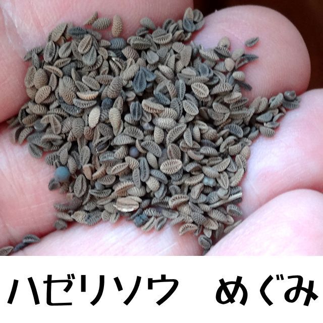 緑肥用・景観用】ハゼリソウ めぐみ【1kg】カネコ種苗｜春まき・秋まき緑肥｜【タネ】景観用・緑肥用｜たまごや商店