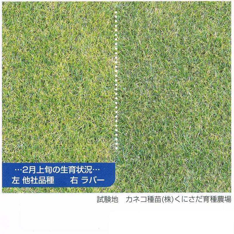 西洋芝種子 ペレニアルライグラス ラバー 1kg Wosウィンターオーバーシード専用芝草 西洋芝 寒地型 ペレニアルライグラス タネ 西洋芝 緑化用 たまごや商店