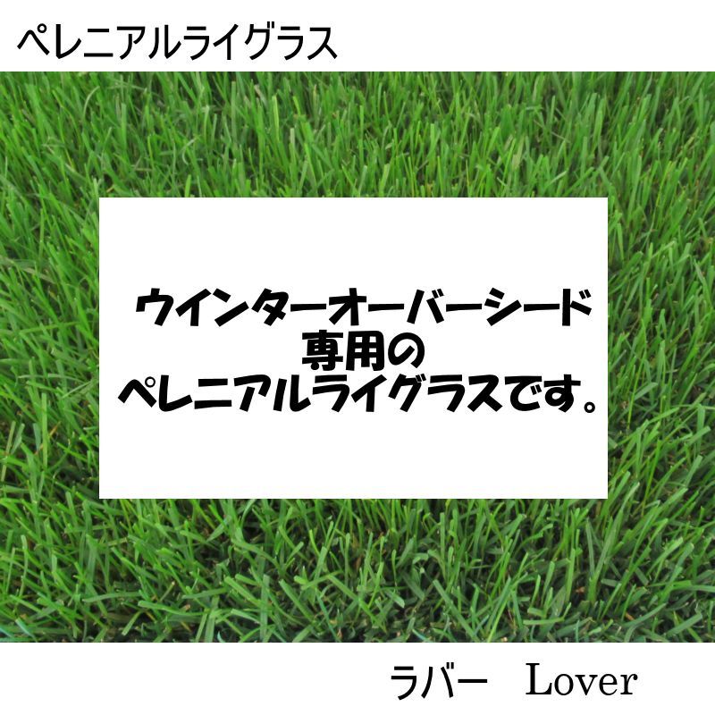 西洋芝種子】ペレニアルライグラス ラバー【1kg】WOSウィンターオーバーシード専用芝草｜西洋芝（寒地型）ペレニアルライグラス｜【タネ】西洋芝 ・緑化用｜たまごや商店