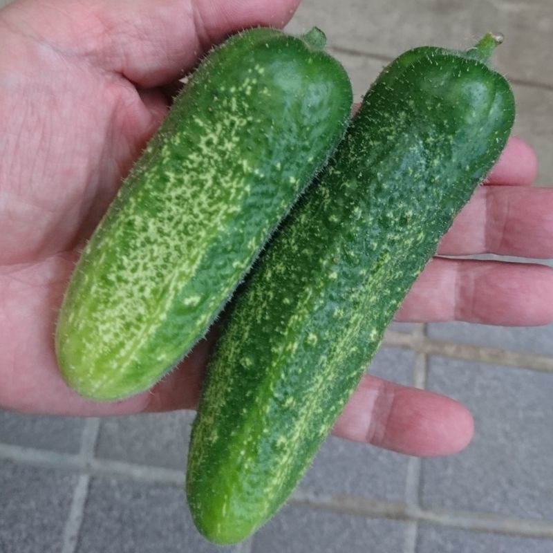 有機種子 ミニキュウリ ピクルス ガーキン 50ml Mini Cucumber Gherkin 果菜の有機種子 タネ Gfpサステイナビリティ基準有機種子 たまごや商店