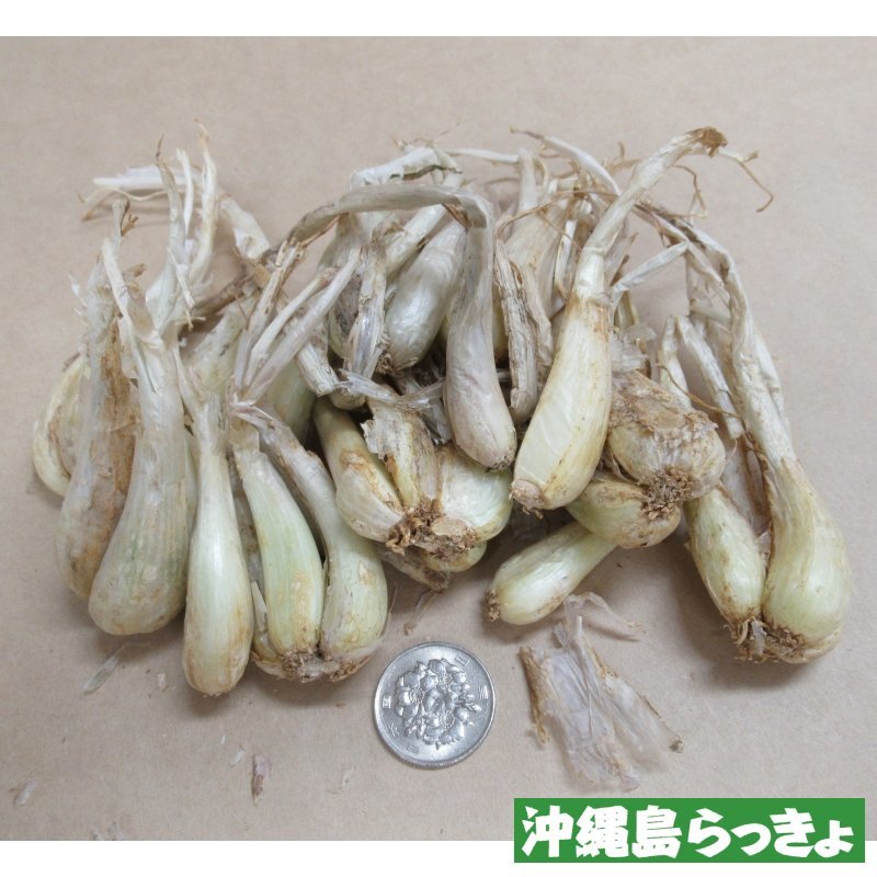 予約受付中 お届けは7月下旬から 沖縄産 沖縄 島らっきょ 100g 沖縄健康野菜 栽培用種球 単独注文でお願いします 野菜の苗 種球 苗 球根 種イモ類 たまごや商店