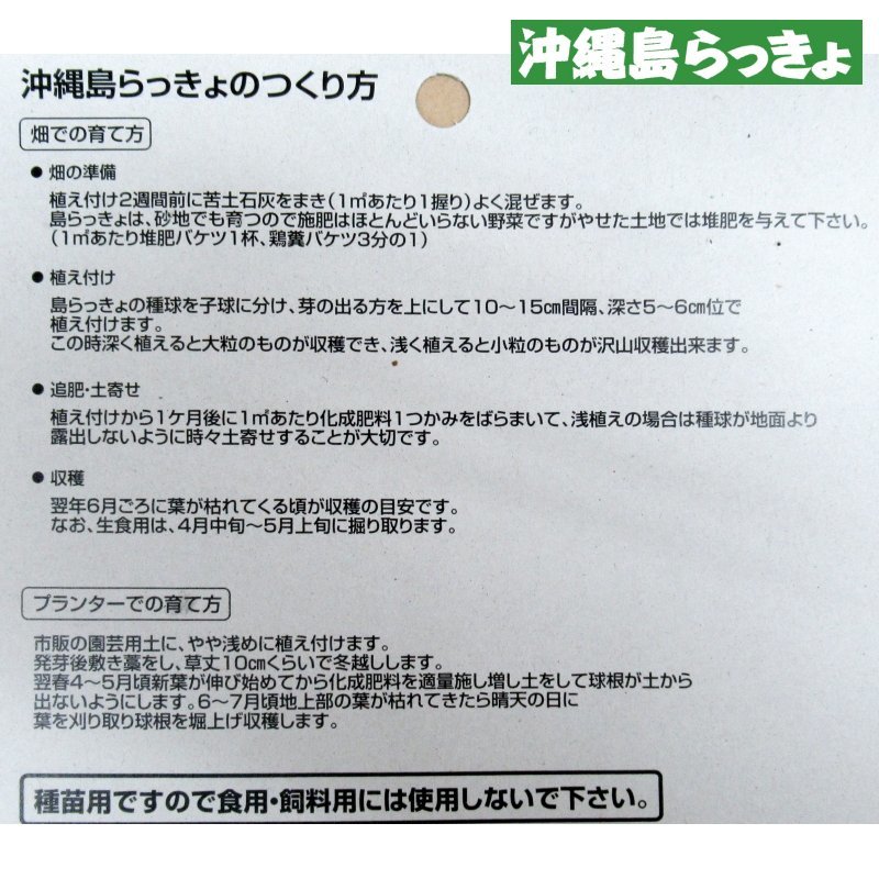 完売 次回は23年2月より予約開始します 沖縄産 沖縄 島らっきょ 100g 沖縄健康野菜 栽培用種球 野菜の苗 種球 苗 球根 種イモ類 たまごや商店