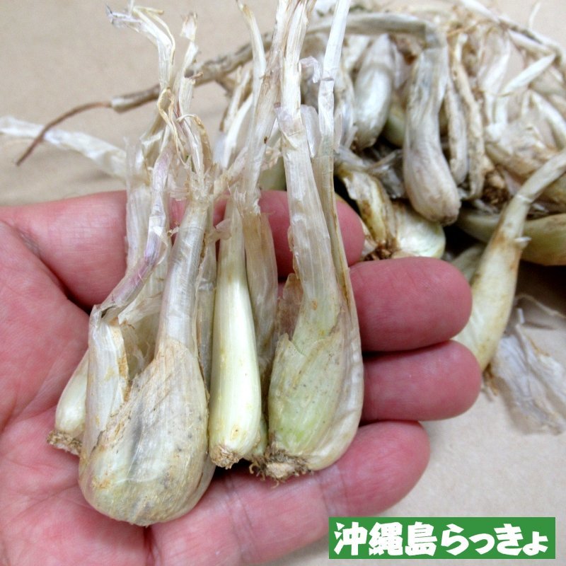 予約受付中 お届けは7月下旬から 沖縄産 沖縄 島らっきょ 100g 沖縄健康野菜 栽培用種球 単独注文でお願いします 野菜の苗 種球 苗 球根 種イモ類 たまごや商店