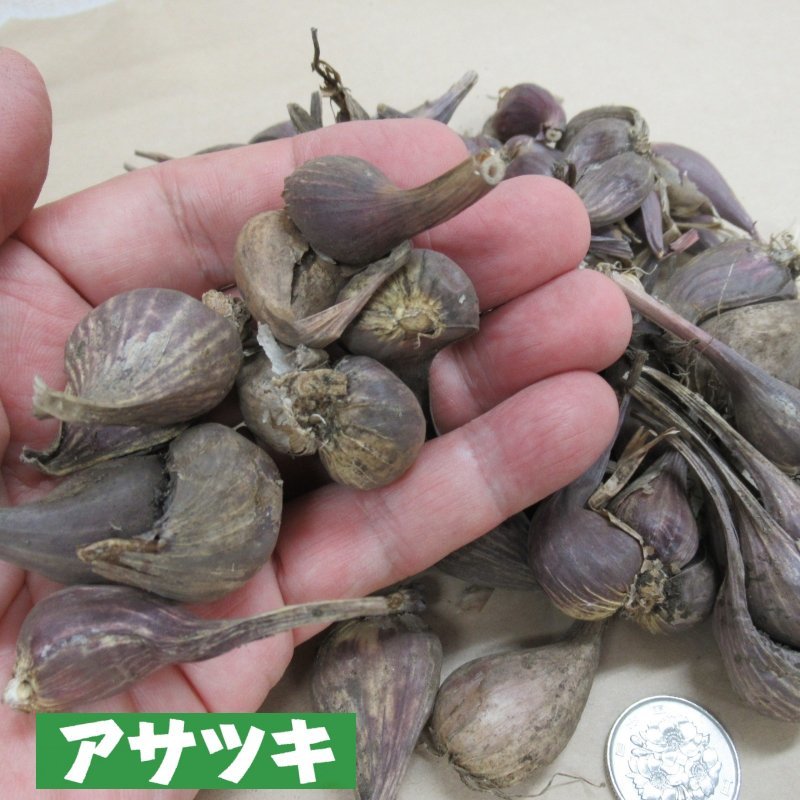 予約受付中 発送は21年7月中旬以降 群馬 新潟産 アサツキ 0g 健康野菜 栽培用種球 野菜の苗 種球 苗 球根 種イモ類 たまごや商店 予約受付中 発送は21年7月中旬以降 群馬 新潟産 アサツキ 0g 健康野菜 栽培用種球 野菜の苗 種球 苗 球根 種イモ類 たまごや商店
