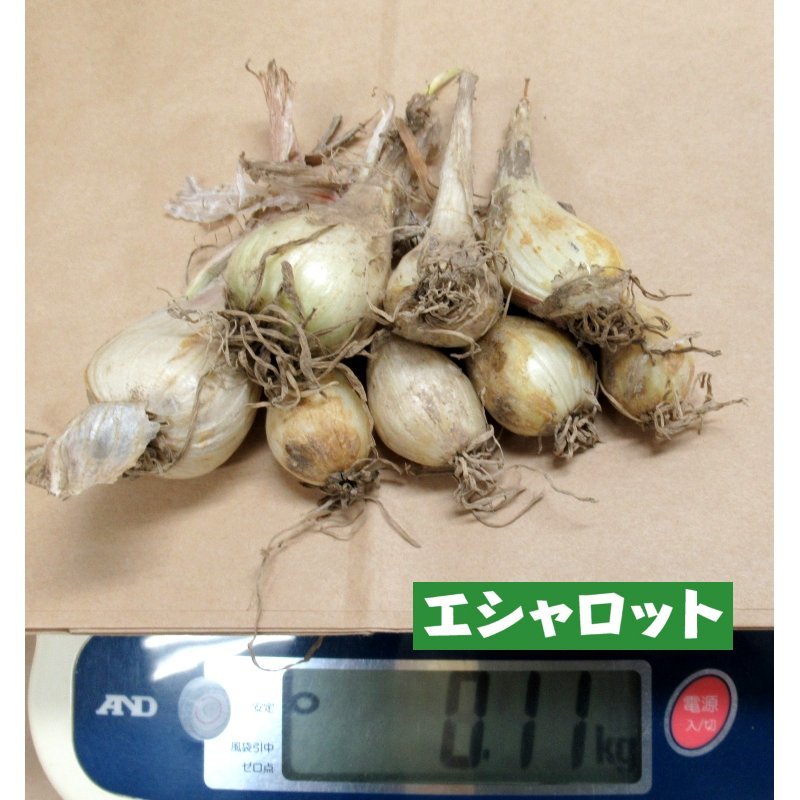 予約受付中 お届けは7月下旬から 鹿児島産 種球 エシャロット 生食用ラッキョウ 100g 健康野菜 栽培 用種球 単独注文でお願いします 野菜の苗 種球 苗 球根 種イモ類 たまごや商店