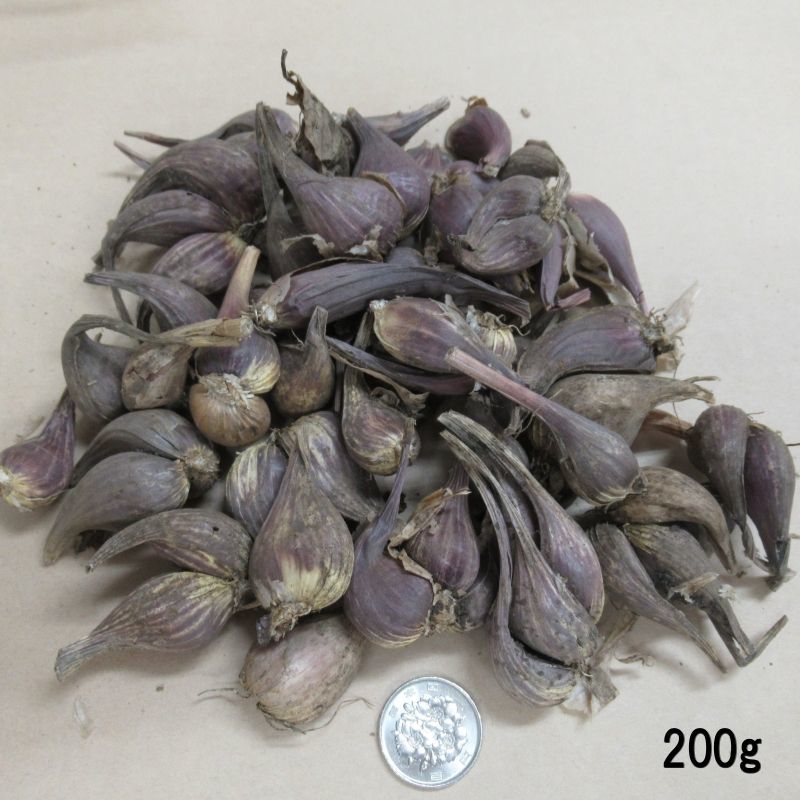 値下げ 群馬 新潟産 アサツキ 0g 健康野菜 栽培用種球 野菜の苗 種球 苗 球根 種イモ類 たまごや商店 値下げ 群馬 新潟産 アサツキ 0g 健康野菜 栽培用種球 野菜の苗 種球 苗 球根 種イモ類 たまごや商店
