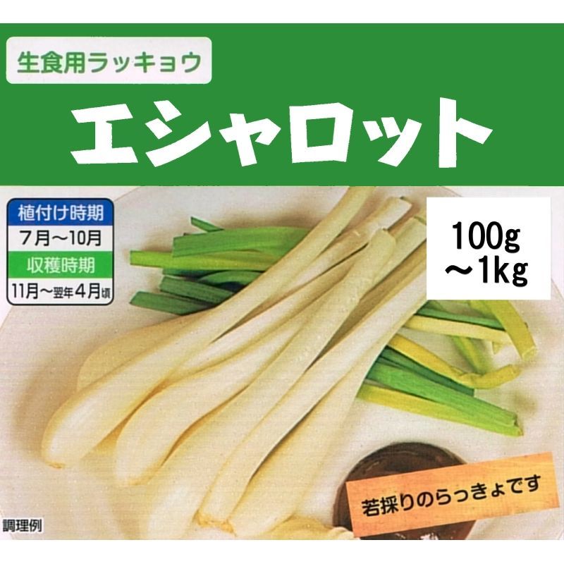 完売 次回は23年3月より予約開始します 鹿児島産 種球 エシャロット 生食用ラッキョウ 100g 健康野菜 栽培 用種球 野菜の苗 種球 苗 球根 種イモ類 たまごや商店