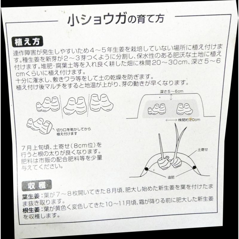 完売 次回は22年1月より予約開始します 三州ショウガ タネしょうが 小生姜 500g 千葉県産種生姜 野菜の苗 種球 苗 球根 種イモ類 たまごや商店 完売 次回は22年1月より予約開始します 三州ショウガ タネしょうが 小生姜 500g 千葉県産種生姜 野菜の苗 種球 苗 球根 種イモ類 たまごや商店