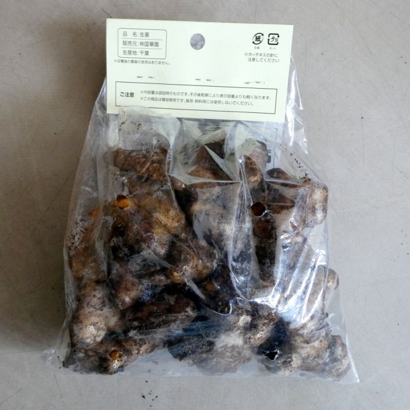 完売 次回は22年1月より予約開始します 三州ショウガ タネしょうが 小生姜 500g 千葉県産種生姜 野菜の苗 種球 苗 球根 種 イモ類 たまごや商店 完売 次回は22年1月より予約開始します 三州ショウガ タネしょうが 小生姜 500g 千葉県産種生姜 野菜の苗 種球 苗 球根 種 イモ類 たまごや商店