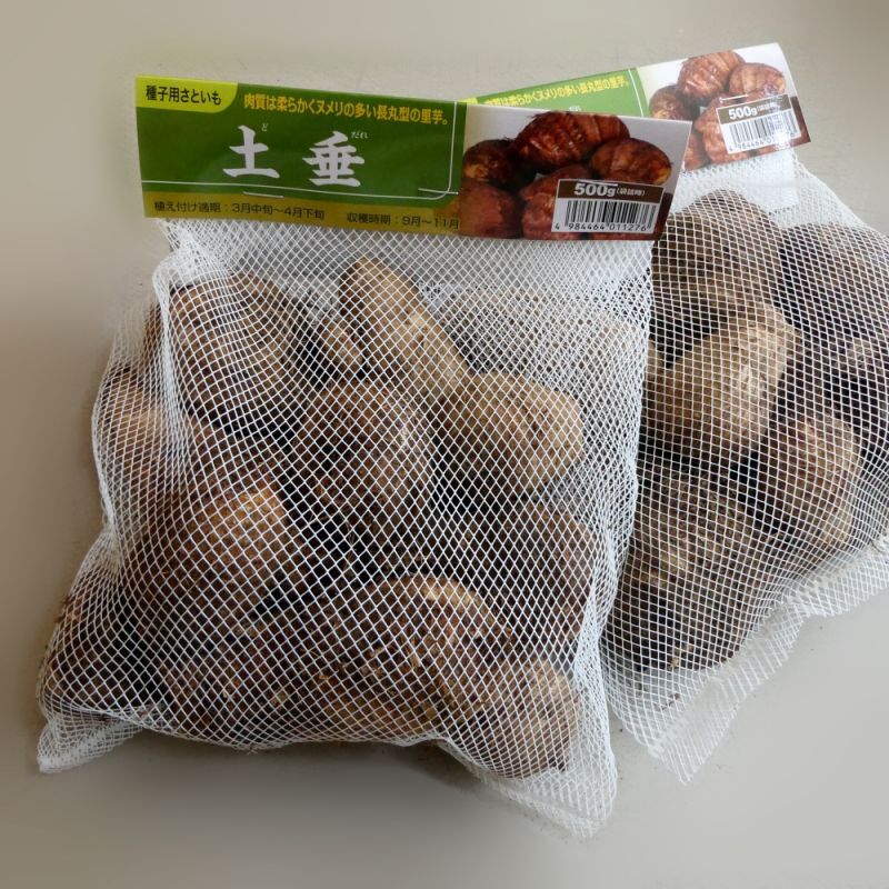 グリーンファーム　千葉県産 土垂れ 里芋 種芋 Sサイズ 農薬・除草剤・化学肥料不使用 里芋 （超小粒）種芋用 さといも