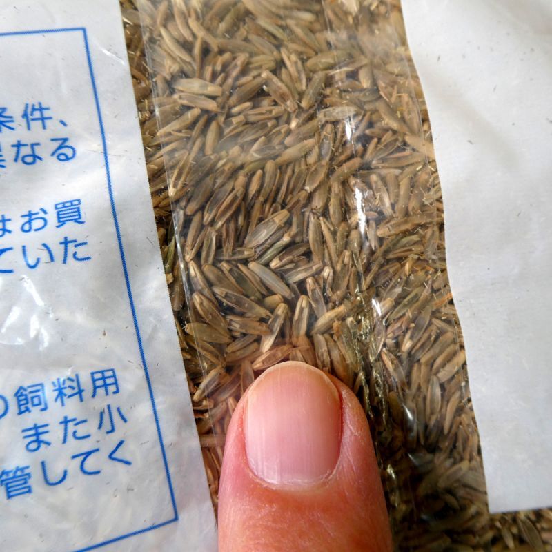 牧草種子】イタリアンライグラス｜ヒタチヒカリ【1kg】4倍体晩生種｜カネコ種苗製｜イタリアンライグラス｜【タネ】飼料・牧草用｜たまごや商店