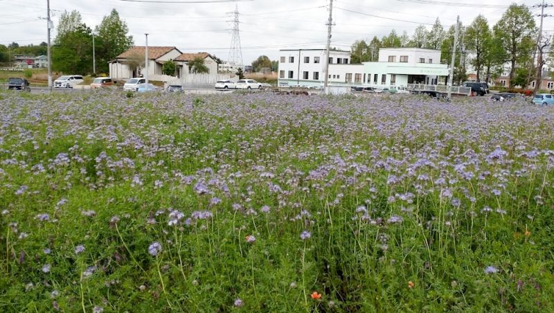 緑肥用・景観用】ハゼリソウ めぐみ【1kg】カネコ種苗｜春まき・秋まき緑肥｜【タネ】景観用・緑肥用｜たまごや商店