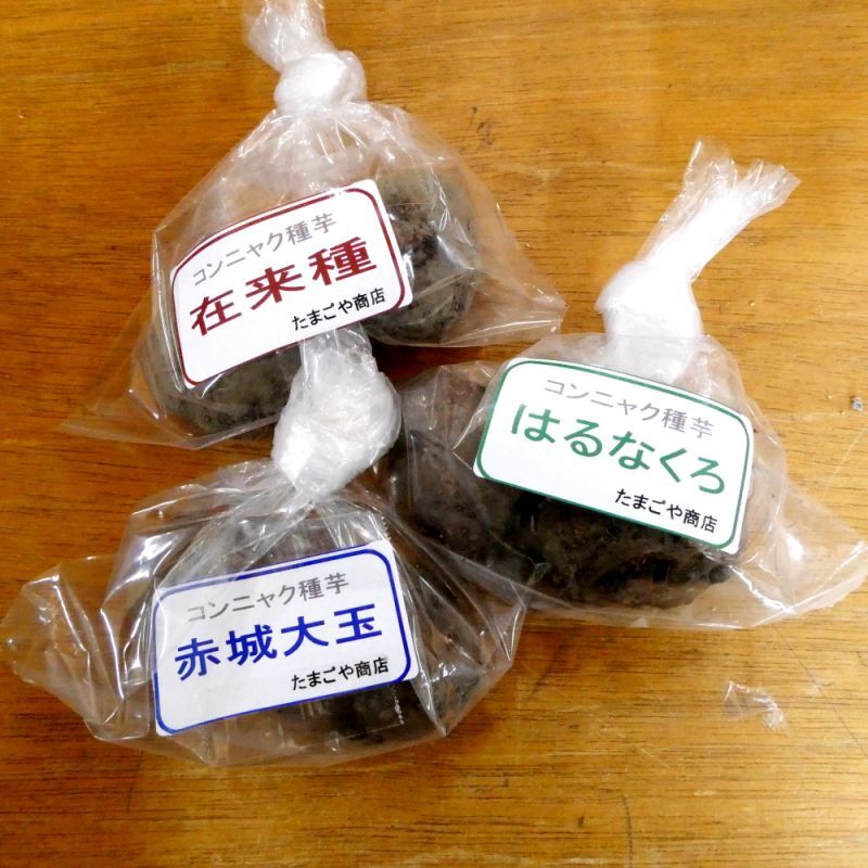 完売・次回は2023年12月より予約開始します]コンニャク種芋｜お試し3種セット（赤城大玉・榛名黒・在来種ｘ各2粒）2年子｜野菜の苗・種球｜苗・球根・ 種イモ類｜たまごや商店